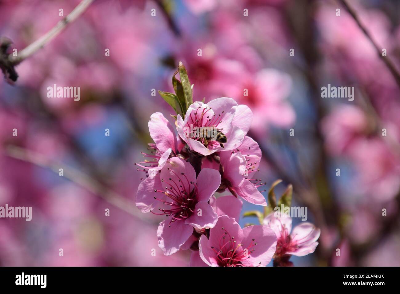 Pollination of flowers by bees peach Stock Photo Alamy