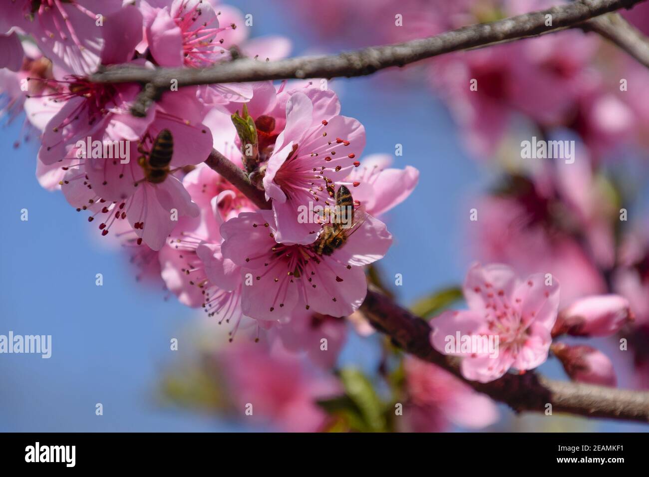 Pollination of flowers by bees peach Stock Photo Alamy