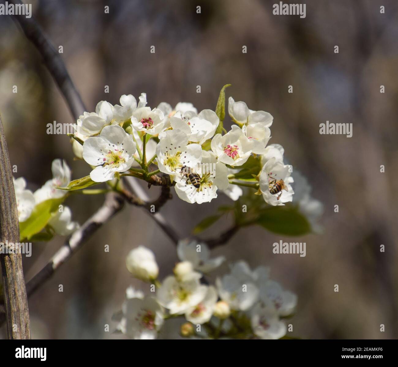 Pollination of flowers by bees pears. Stock Photo
