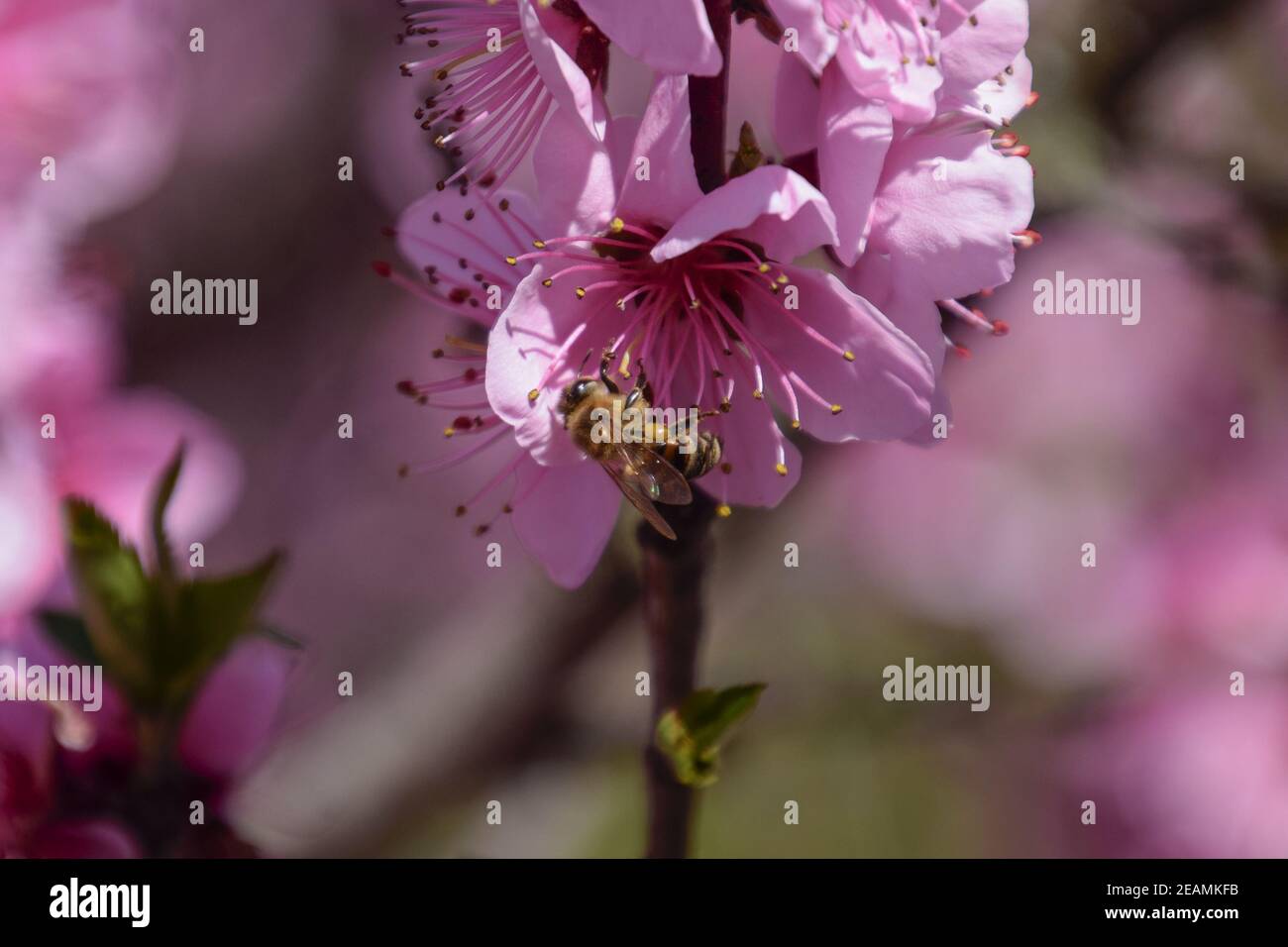 Pollination of flowers by bees peach Stock Photo Alamy