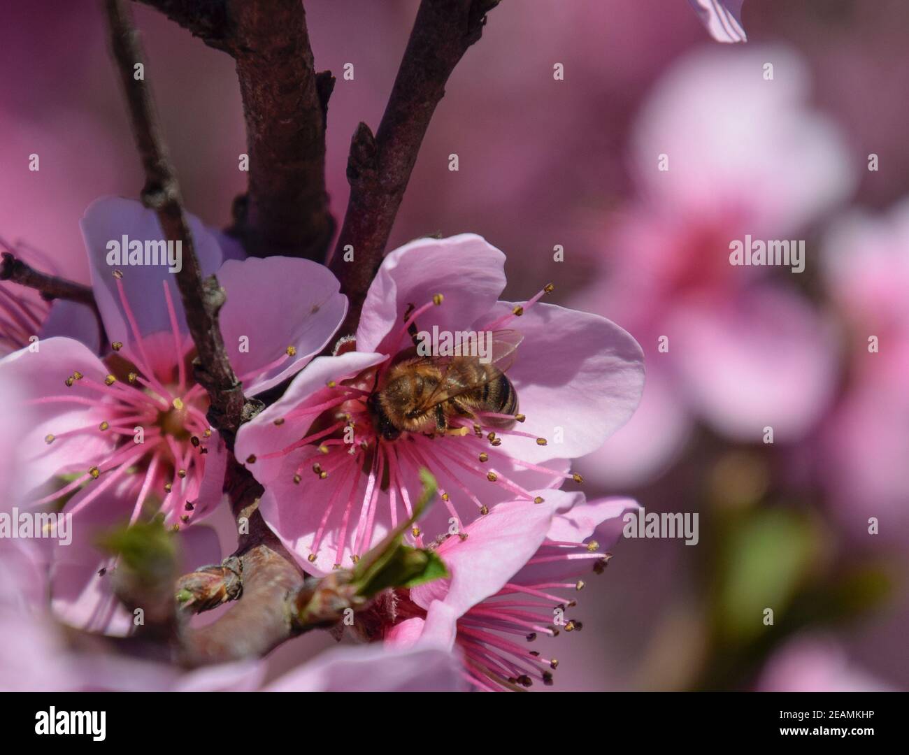 Pollination of flowers by bees peach Stock Photo Alamy