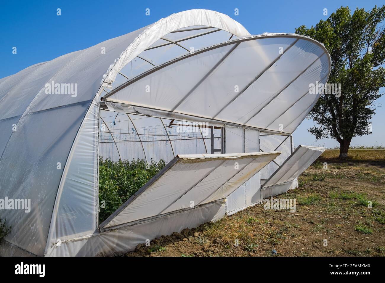 Open the doors of the greenhouse with tomatoes. The big greenhou Stock