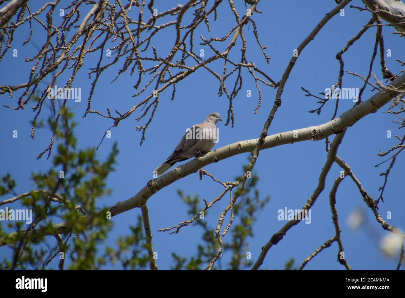 Turtledove on a branch of a silver poplar Stock Photo