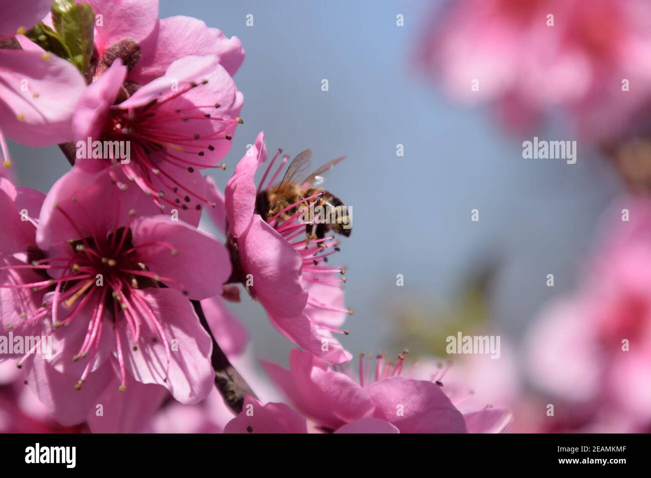 Pollination of flowers by bees peach Stock Photo Alamy