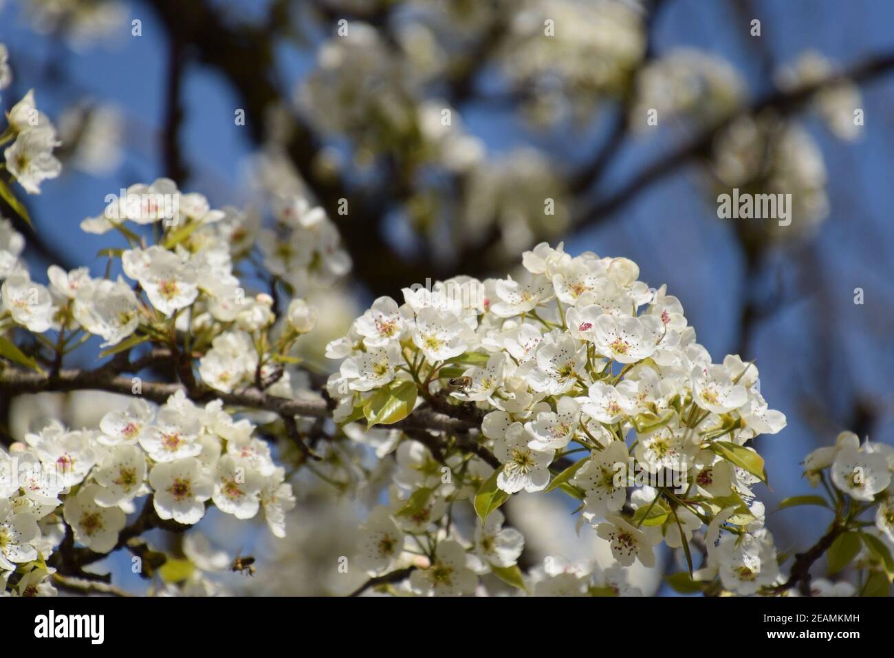 Pollination of flowers by bees pears. Stock Photo