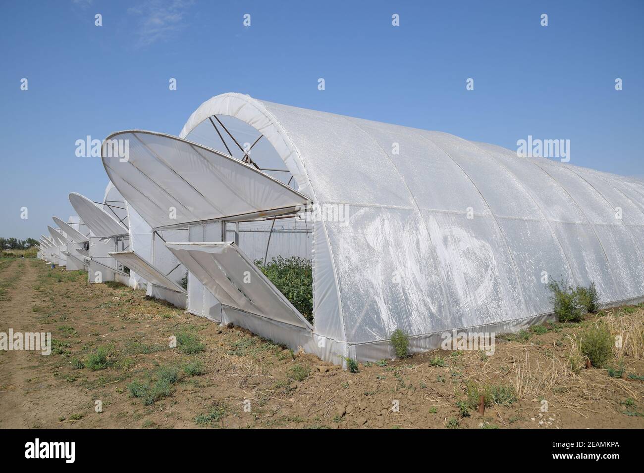 Open the doors of the greenhouse with tomatoes. The big greenhou Stock Photo