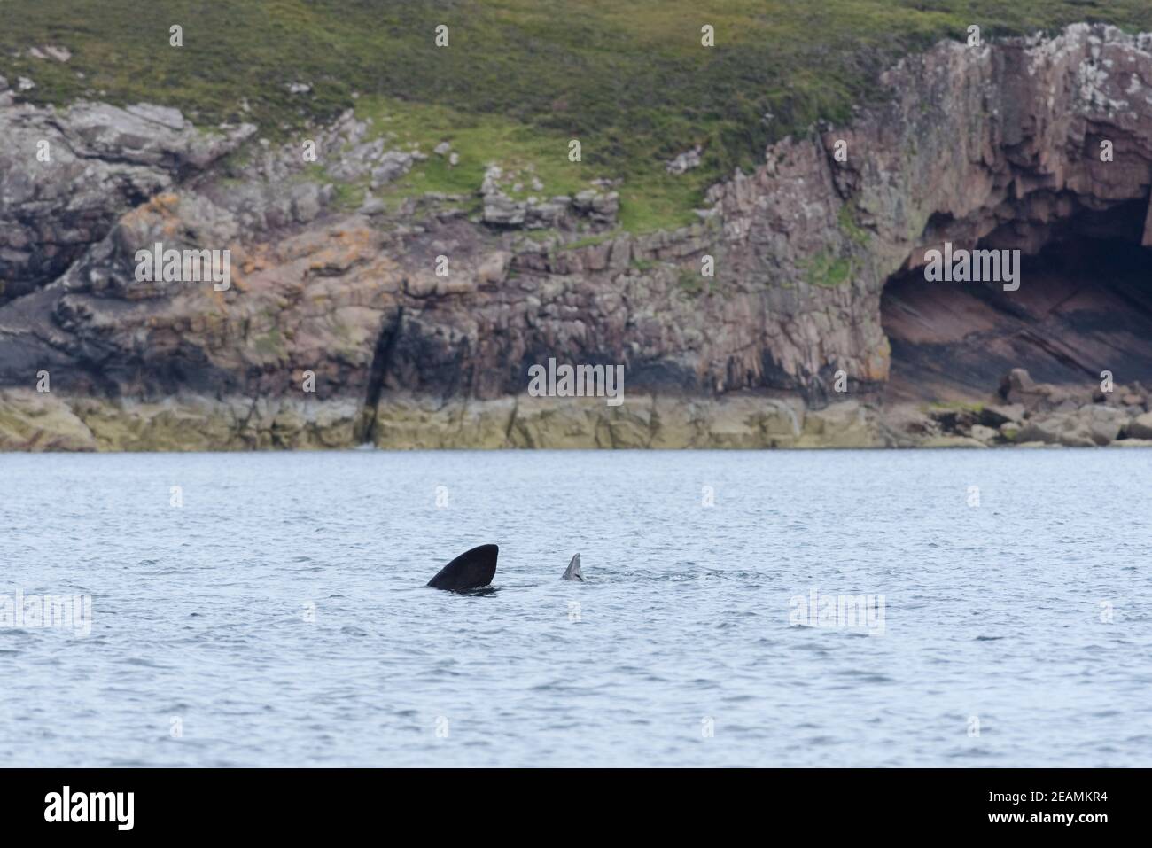 Basking shark swims away from a geological rock cave background Stock Photo