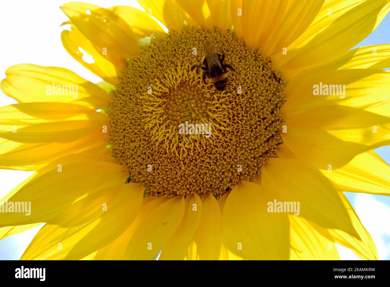 Wild bee on flower with nectar blooming in field countryside Stock Photo