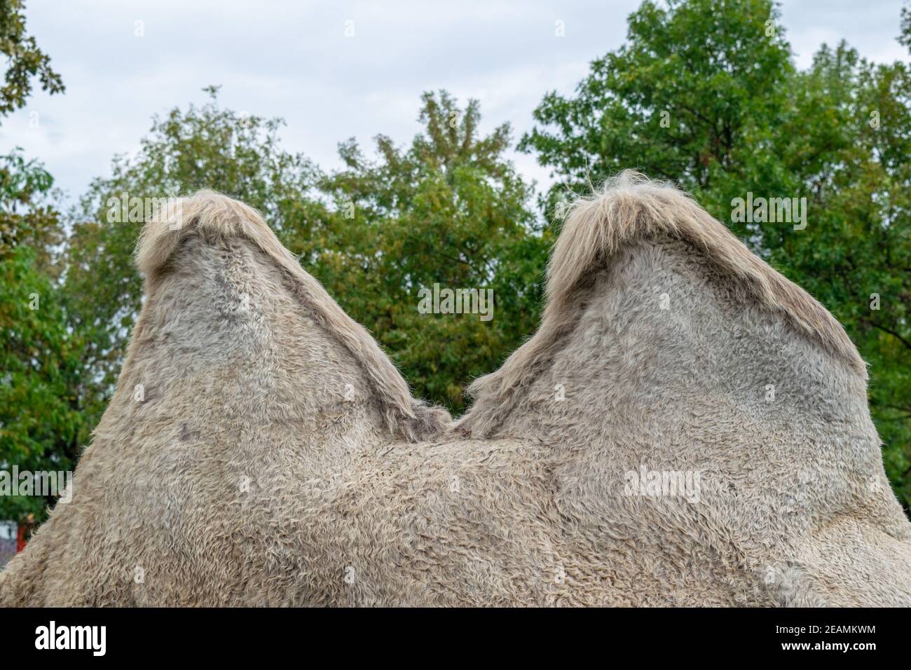A two humped camel in the city park. Camel walking in the park Stock Photo