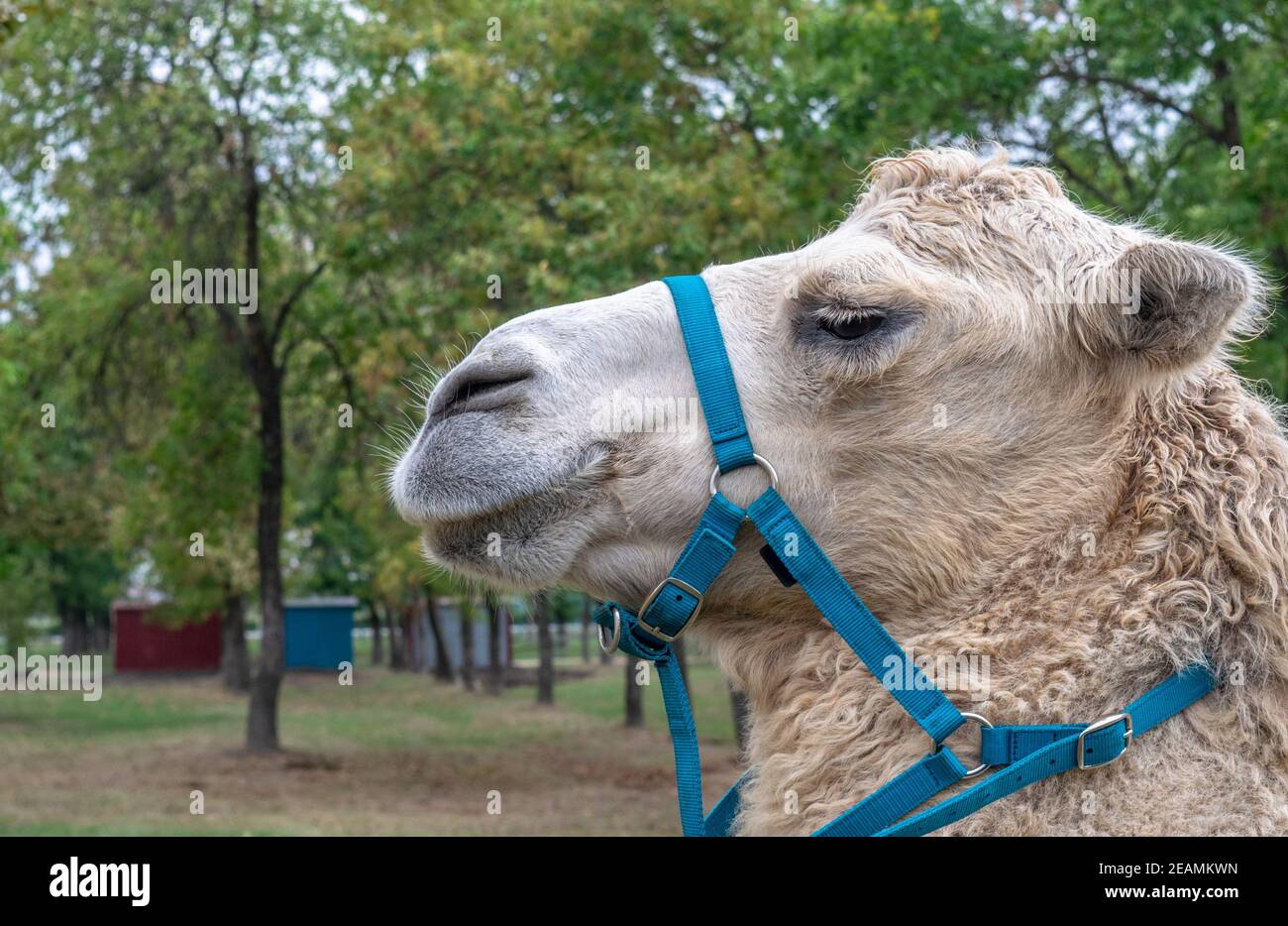 A two humped camel in the city park. Camel walking in the park Stock Photo