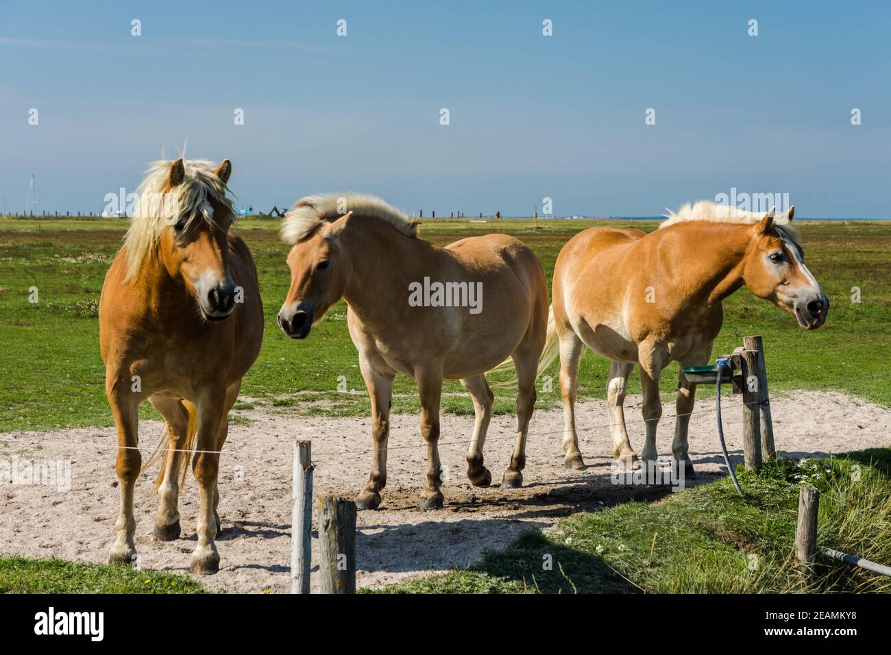 Brown horses standing on a meadow, Hallig Hooge, North Frisia, Schleswig-Holstein, Germany Stock Photo