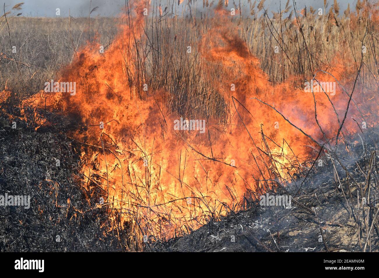 Burning dry grass and reeds Stock Photo Alamy
