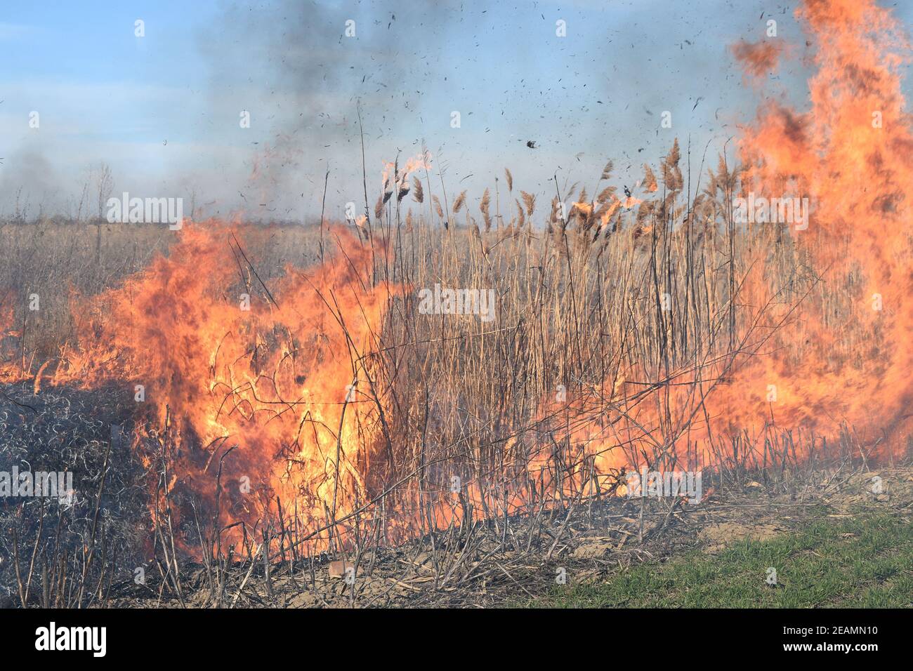 Burning dry grass and reeds Stock Photo