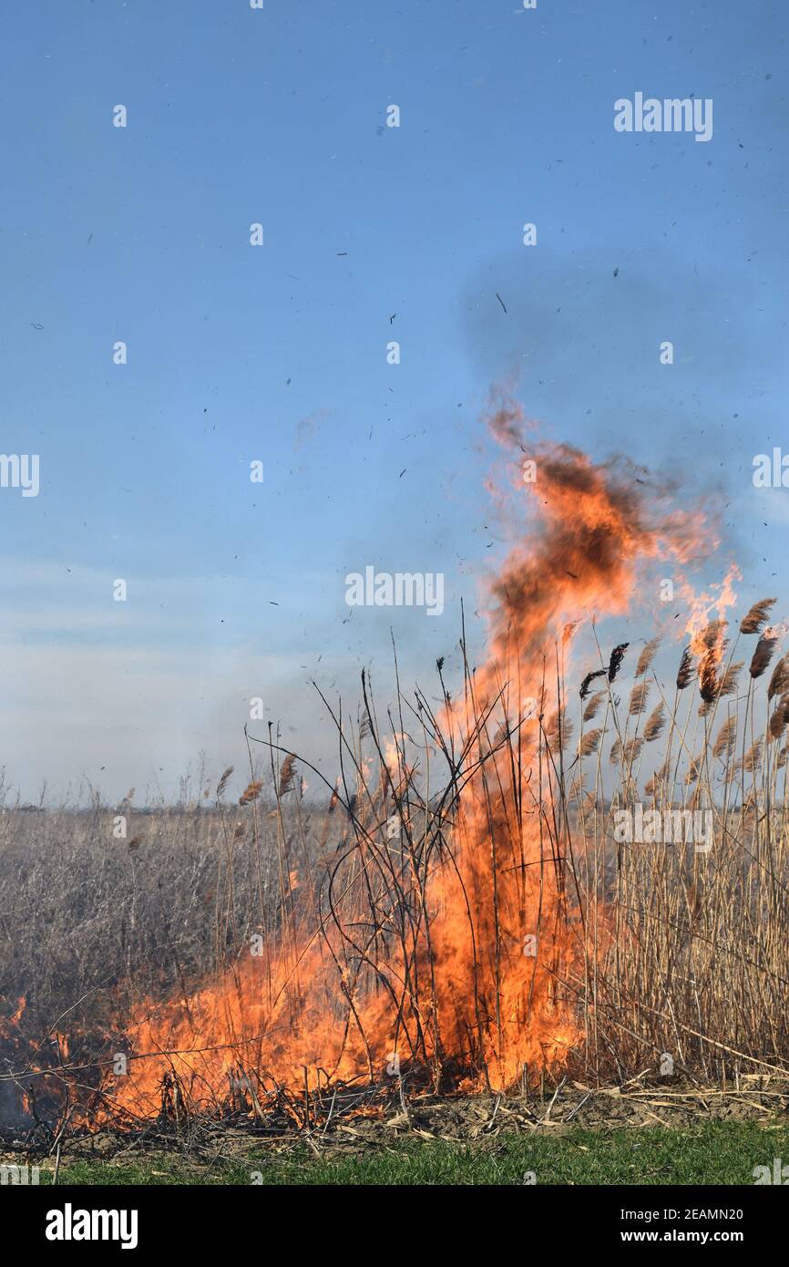 Fire Reed Grass Black kite fire hi-res stock photography and images - Alamy