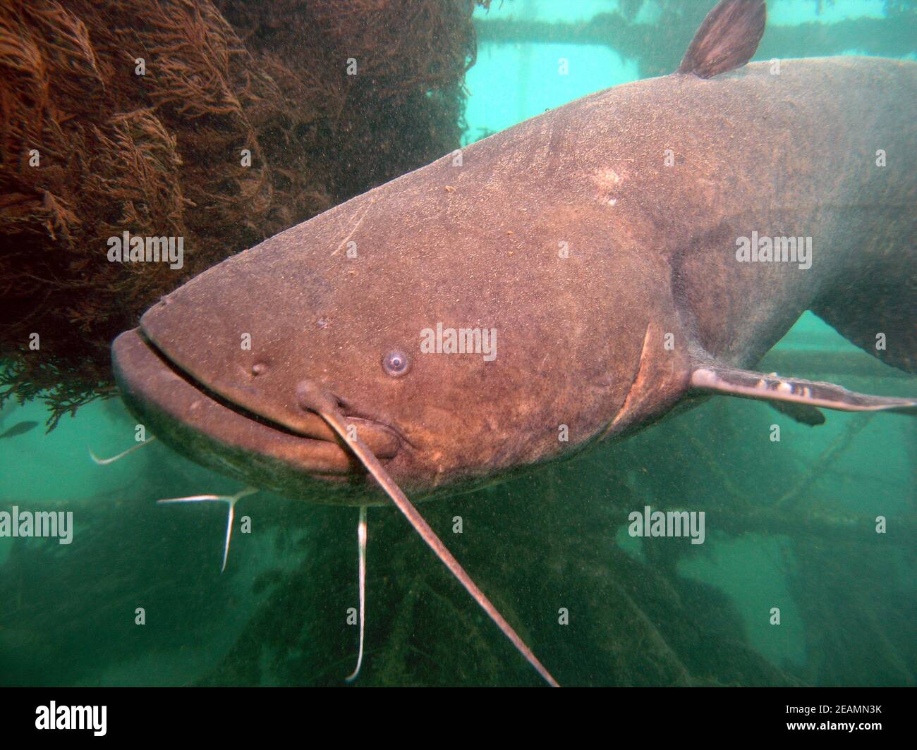 big wels catfish or sheatfish in Lake Kulkwitz Stock Photo