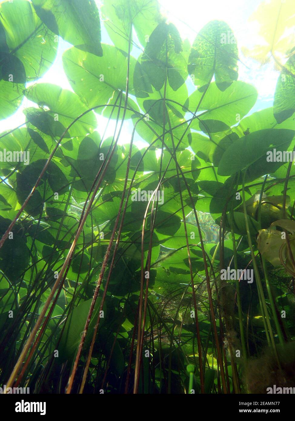 Water lily forest from below, underwater landscape in Lake Kulkwitz Stock Photo