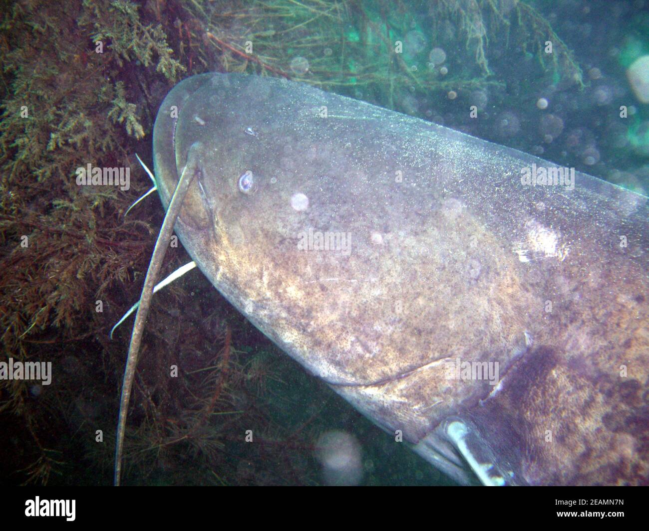 big wels catfish or sheatfish in Lake Kulkwitz Stock Photo