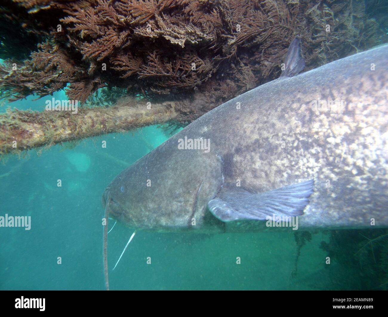 big wels catfish or sheatfish in Lake Kulkwitz Stock Photo