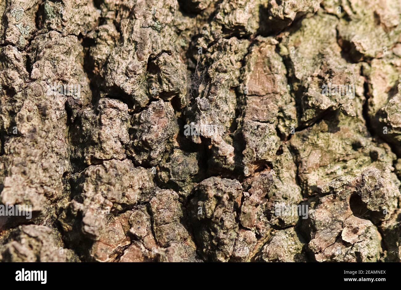 Close up view on very detailed tree bark texture in high resolution ...