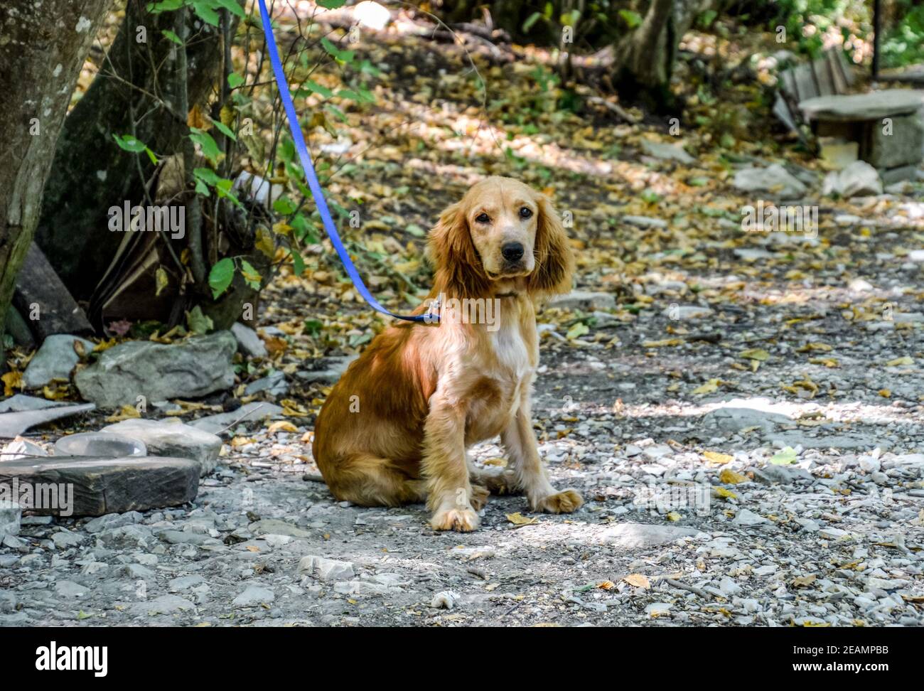 Red dog on a leash tied to the trunk of a tree Stock Photo