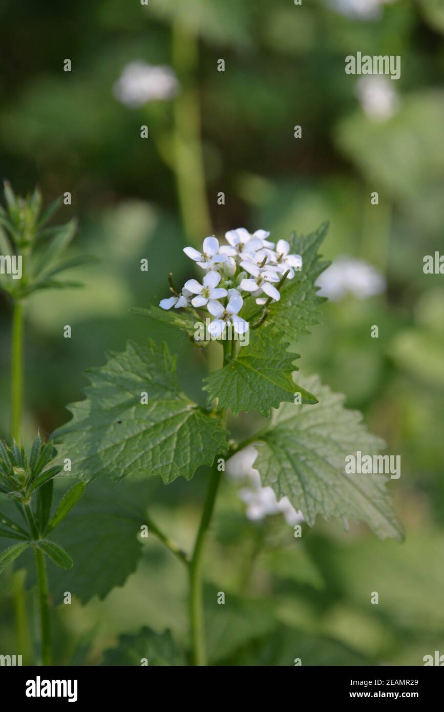 Garlic mustard plant hires stock photography and images Alamy