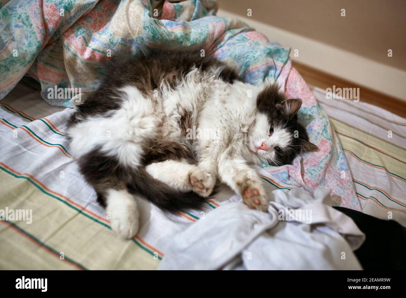Lazy cat in a bed Stock Photo - Alamy