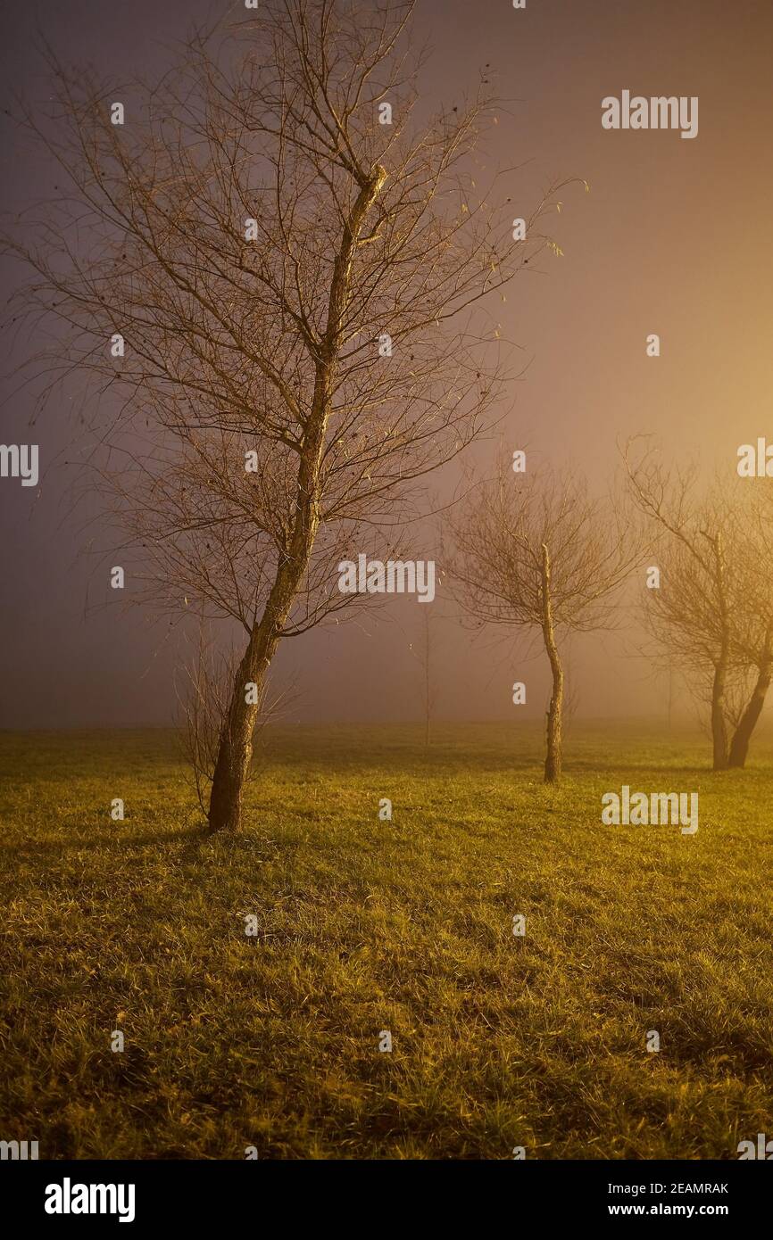 Foggy night walk hi-res stock photography and images - Alamy