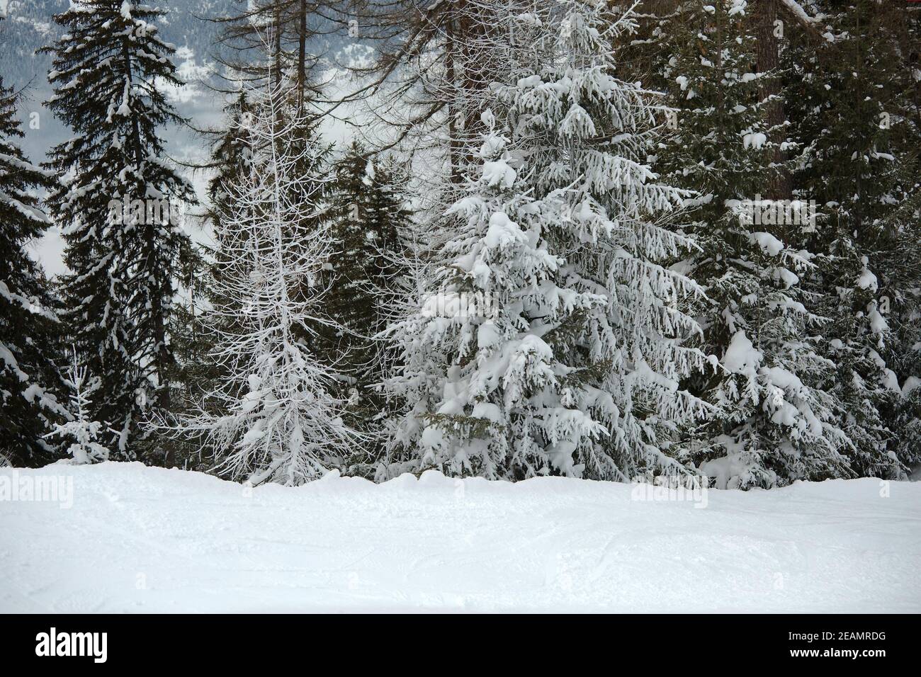 Winter snowy pine forest hi-res stock photography and images - Alamy