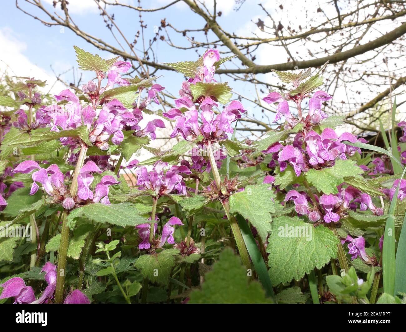 spotted dead-nettle, spotted henbit or purple dragon (Lamium maculatum) Stock Photo