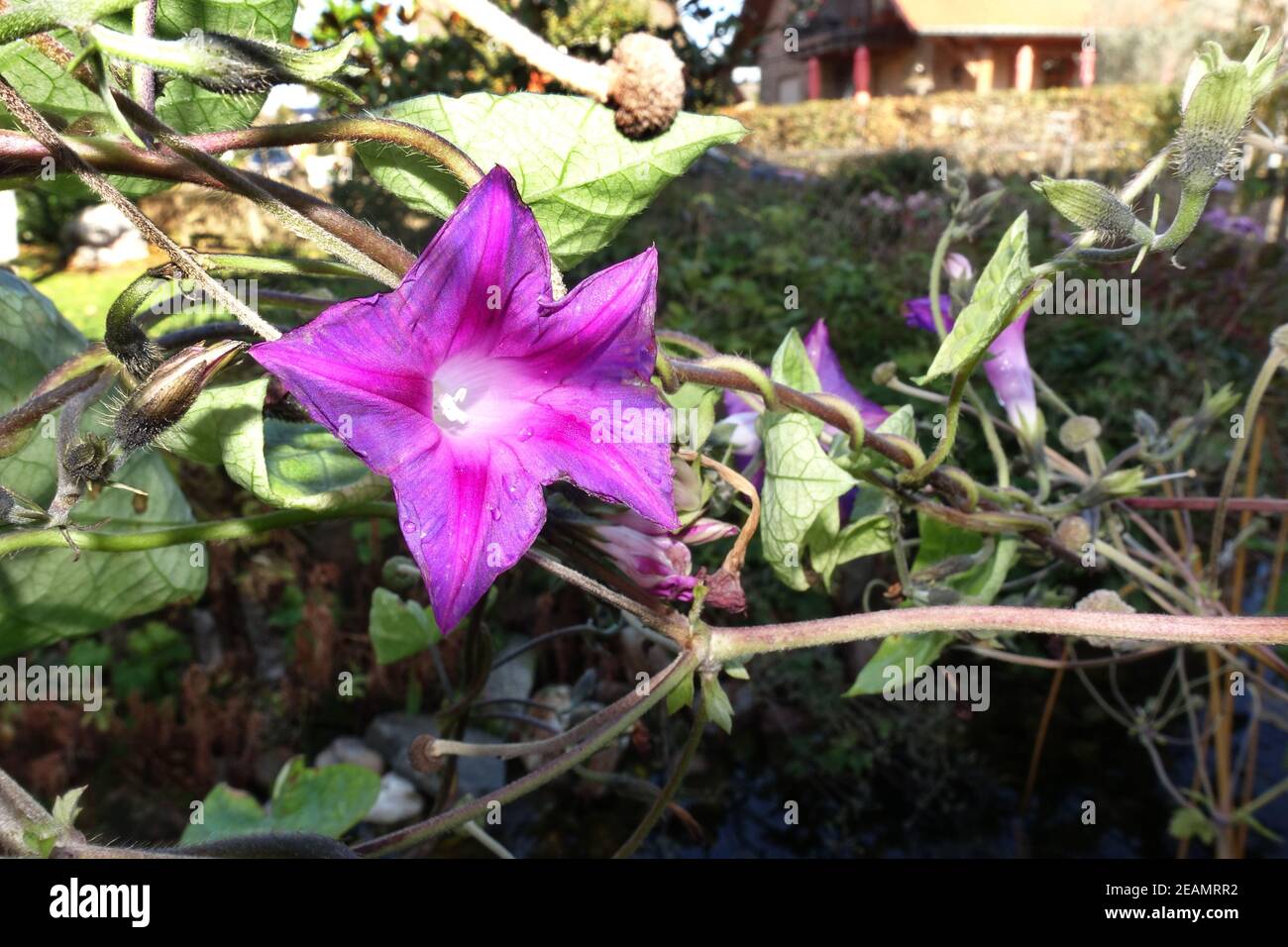 common morningglory, tall morningglory or purple morning glory
