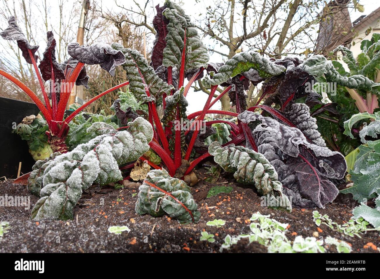 Rime on chard (Beta vulgaris) with colored stems Stock Photo