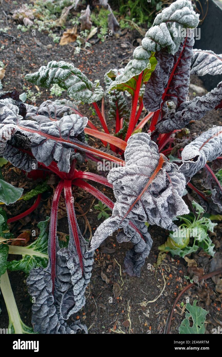 Rime on chard (Beta vulgaris) with colored stems Stock Photo