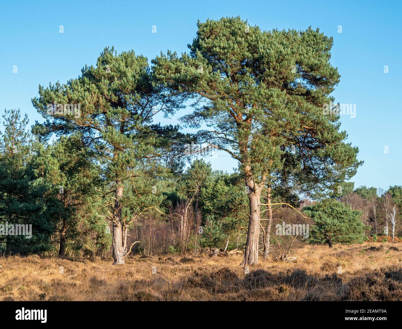 Two pine trees and a clear blue sky Stock Photo