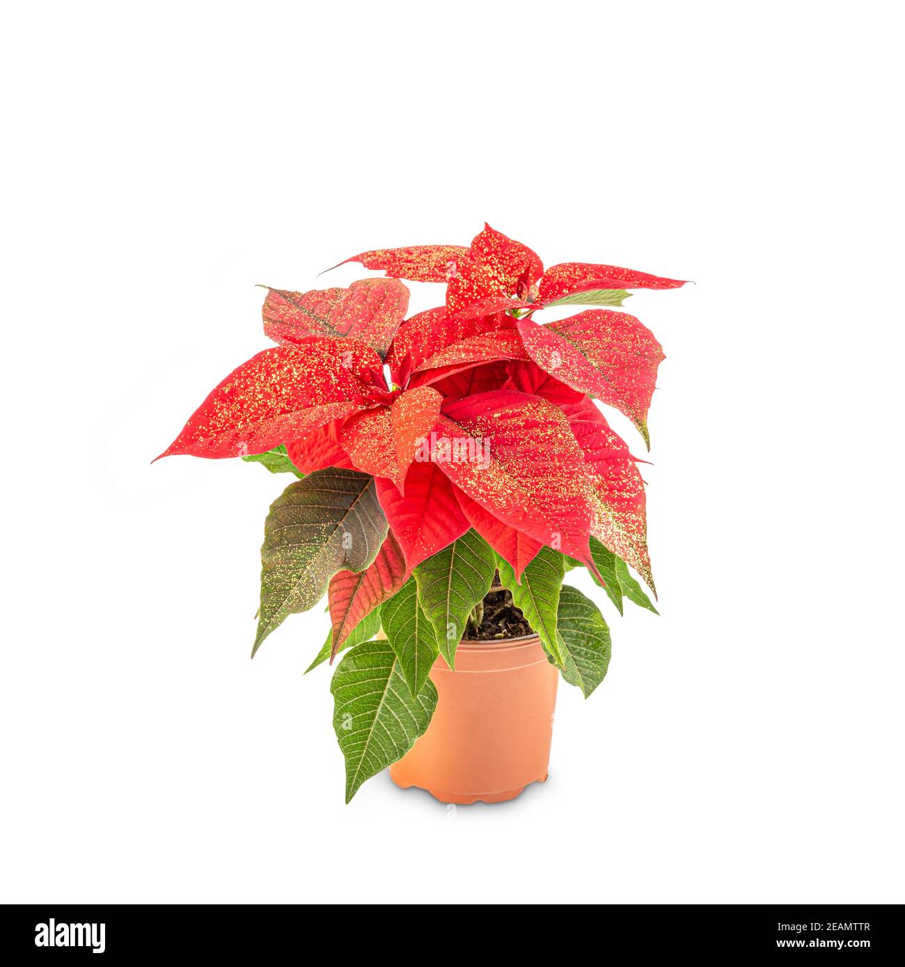 Red decorative Christmas plant Stock Photo