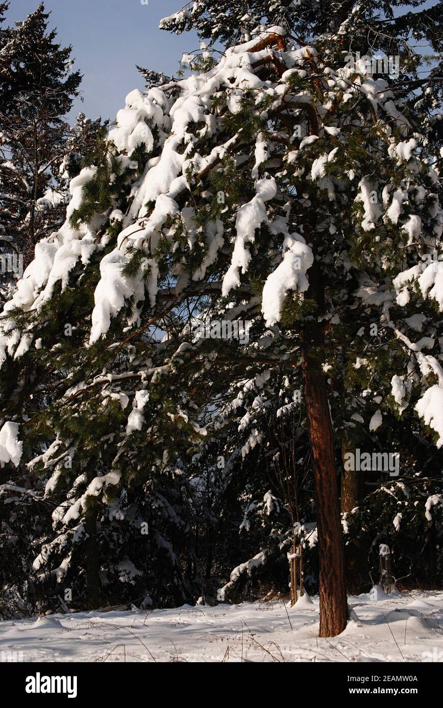 Fir tree under snow in hi-res stock photography and images - Alamy