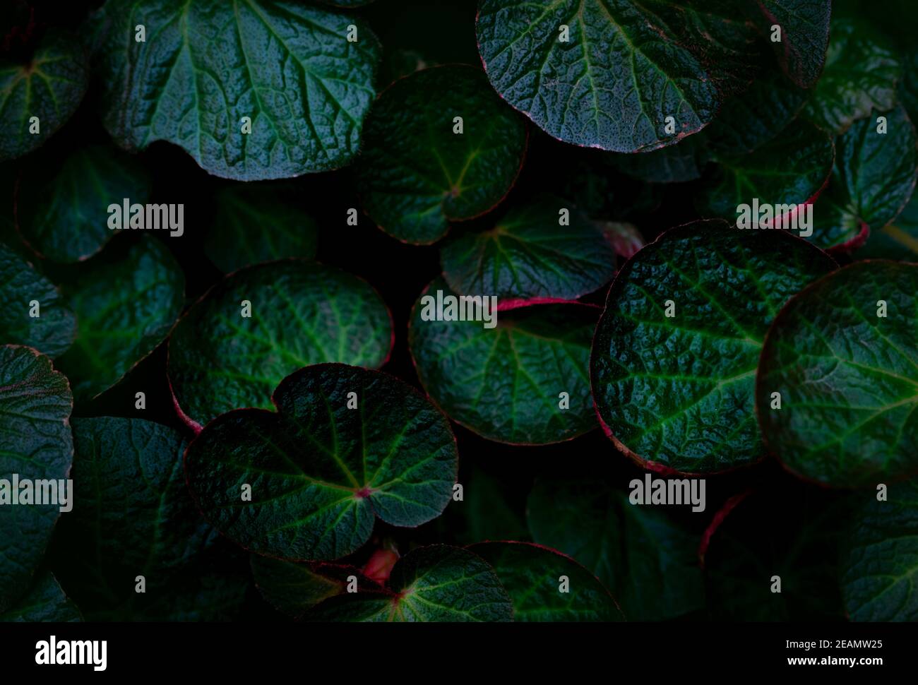 Green round leaf texture on dark background. Close-up detail of begonia leaves. House plant. Indoor plants. Begonia leaf for home decoration. Wallpaper for spa or mental health and mind therapy. Stock Photo
