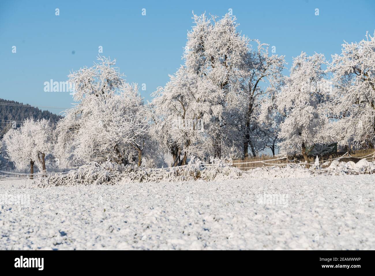 frosty cold - hoarfrost on trees Stock Photo