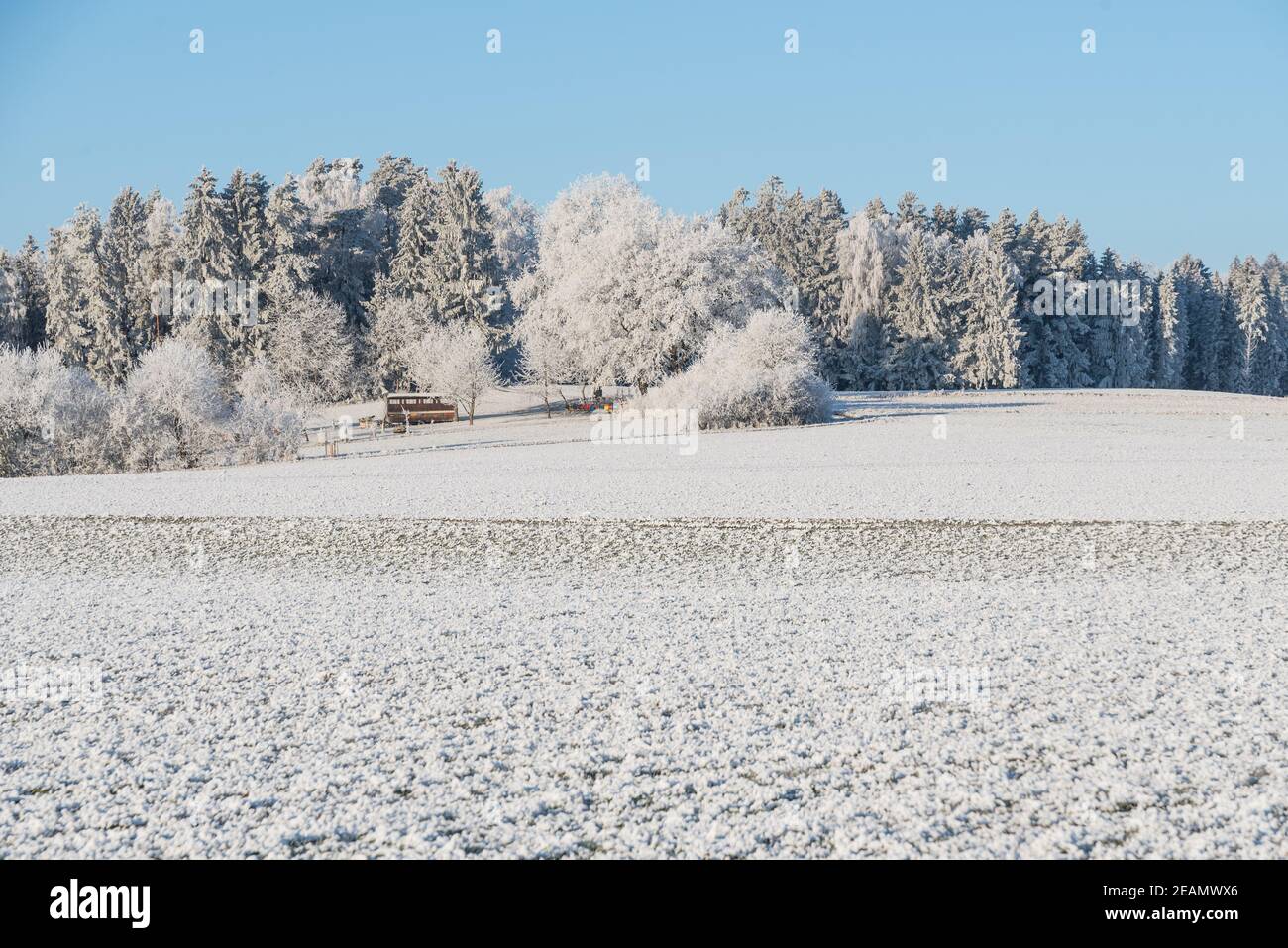 snowy winter landscape - frost Stock Photo
