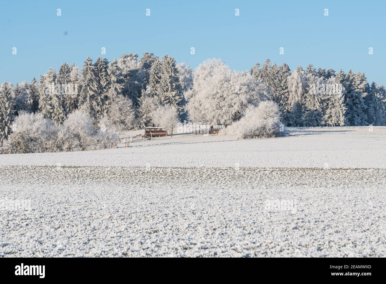 Winter landscape in the hoarfrost - frost Stock Photo