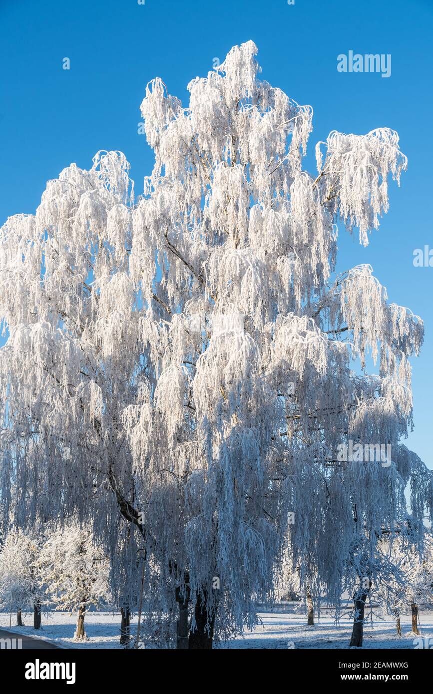 Silver birch in hoarfrost - frost Stock Photo