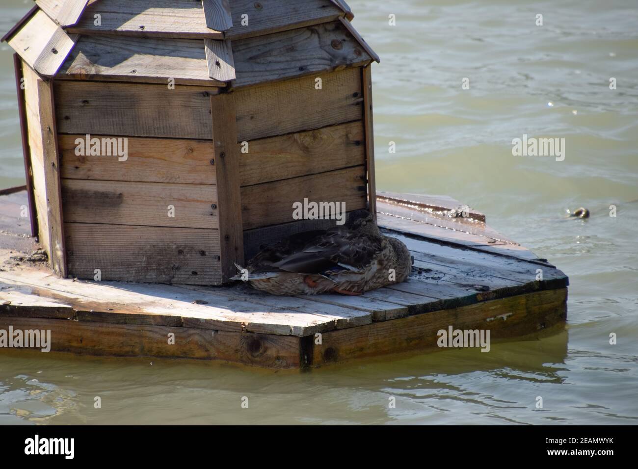 Houses for ducks on the lake. Taking care of ducks. Man-made nests for gray ducks Stock Photo