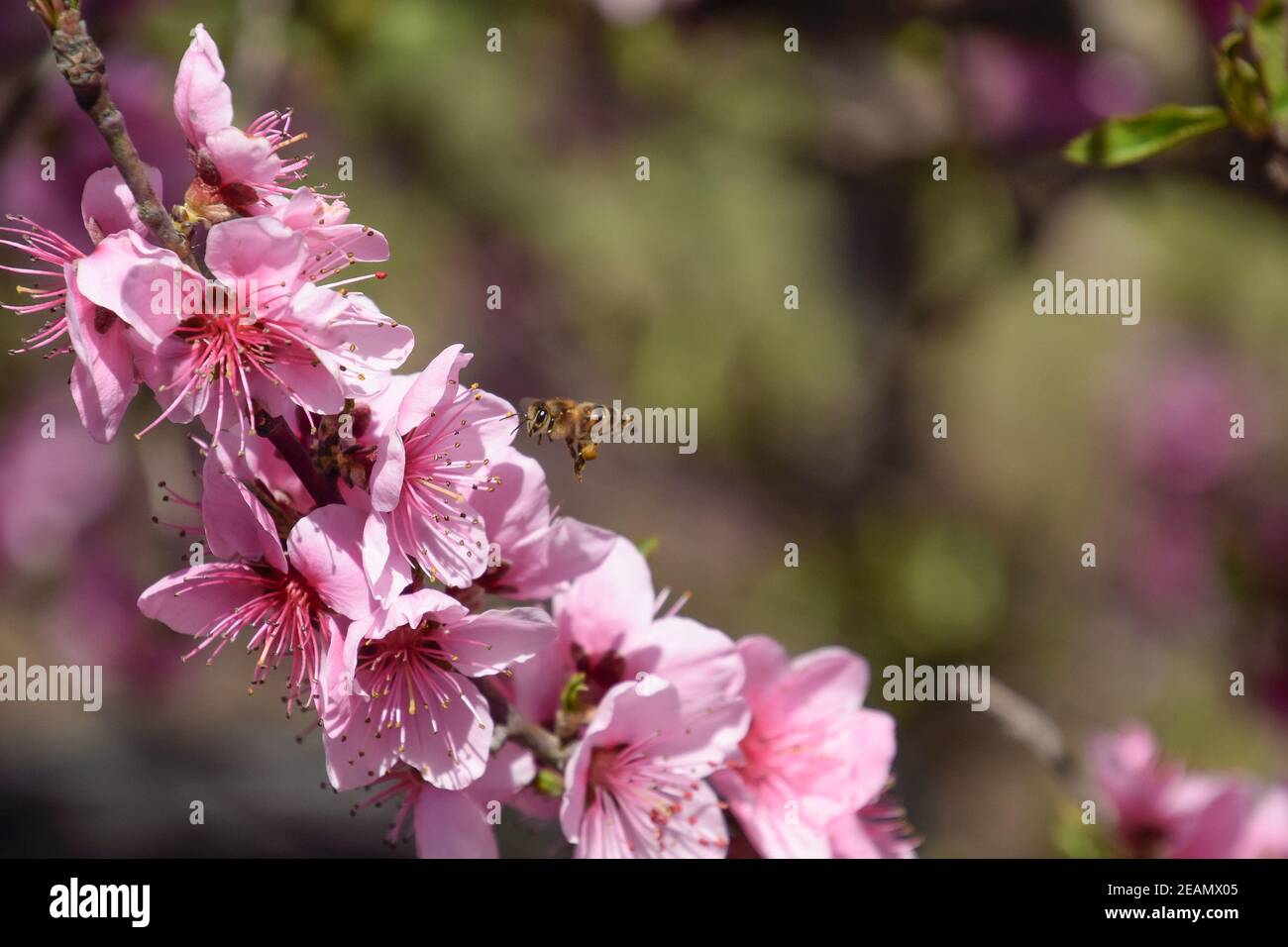Pollination of flowers by bees peach Stock Photo Alamy