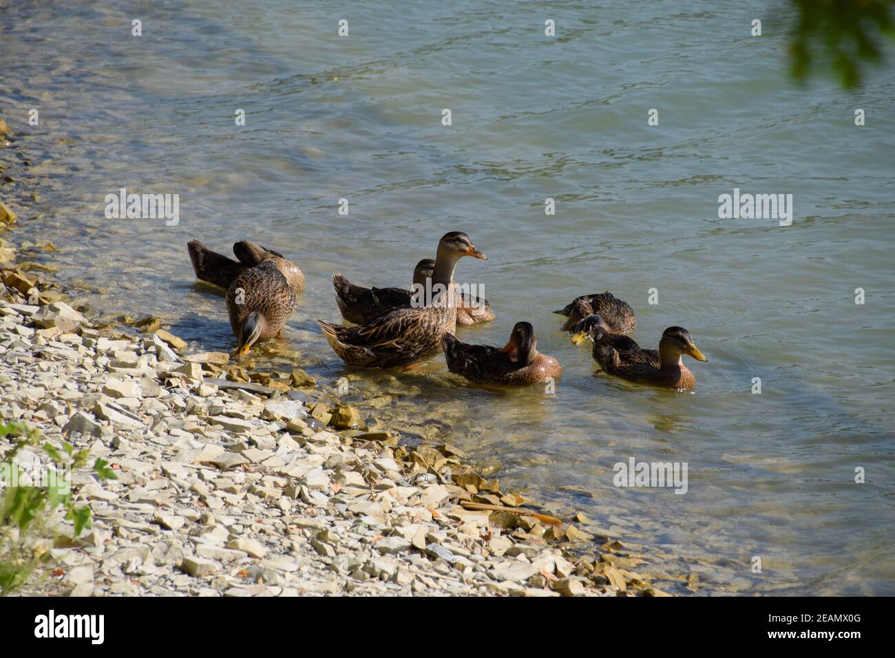 Gray ducks near the lake shore. Waterfowl. Stock Photo
