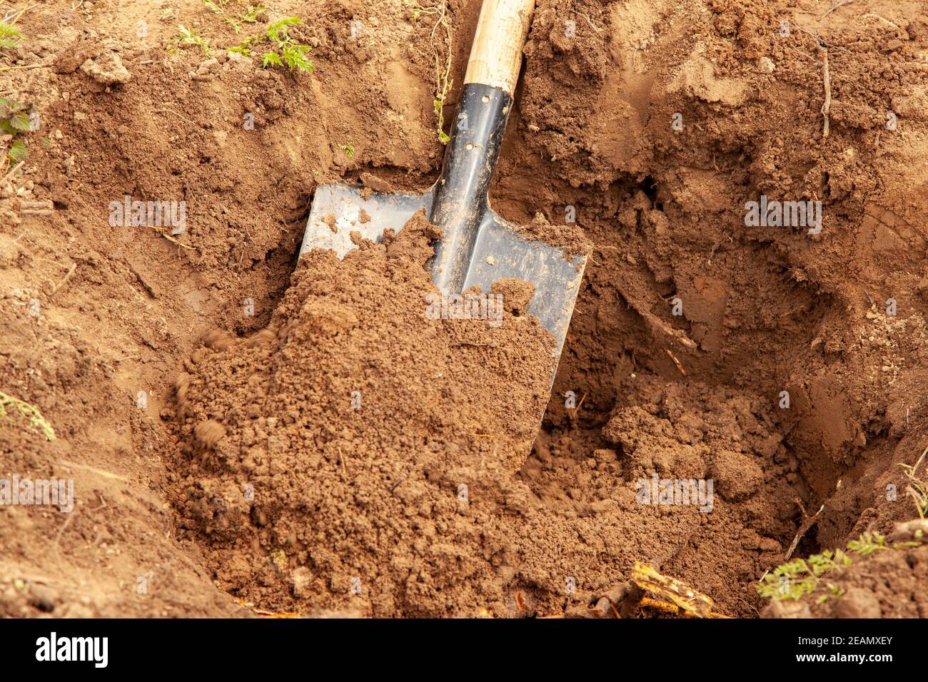 Digging a hole by shovel in a clay soil for planting a young tree Stock Photo