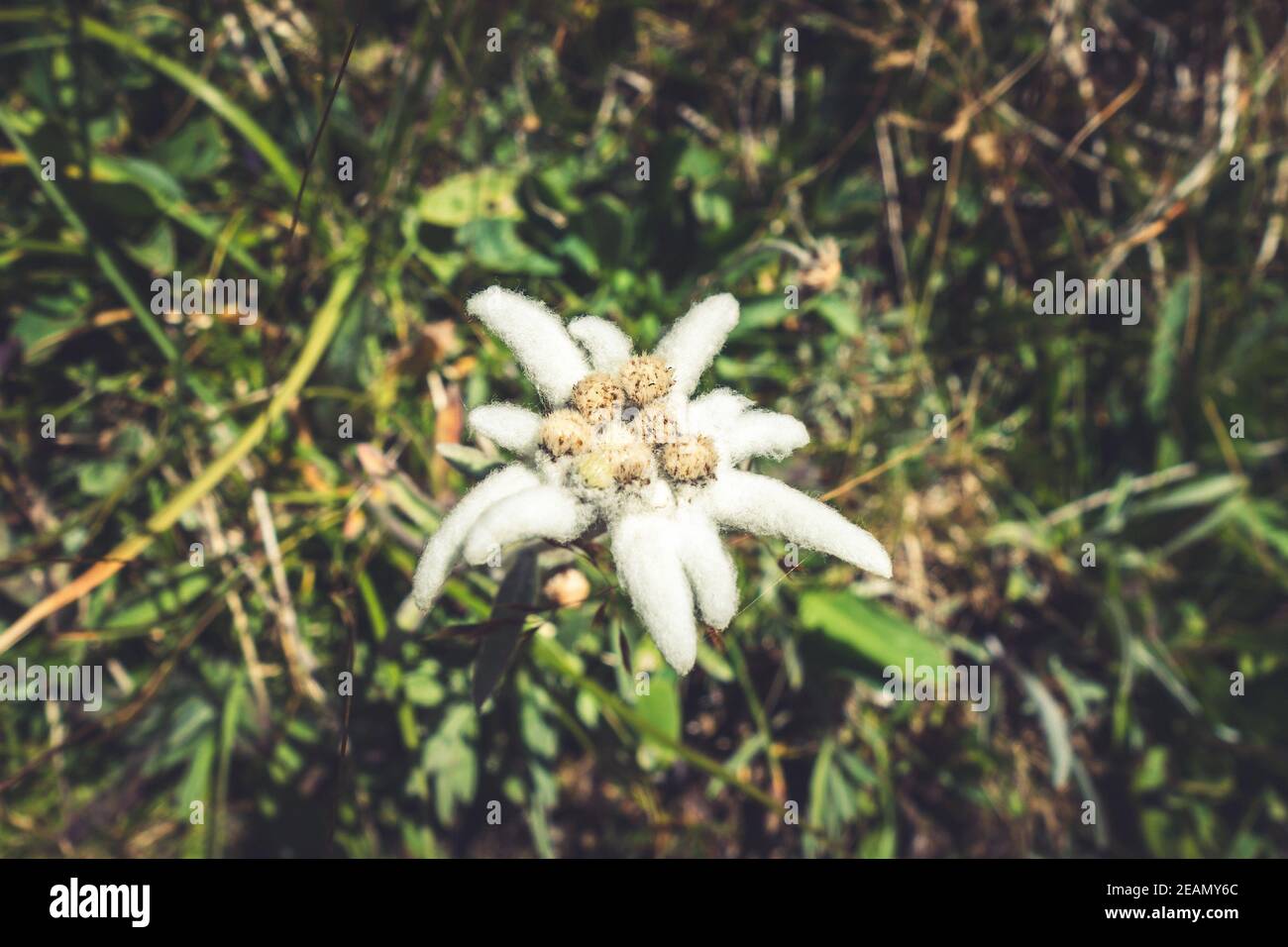 Page 2 Edelweiss Flowers High Resolution Stock Photography And Images Alamy