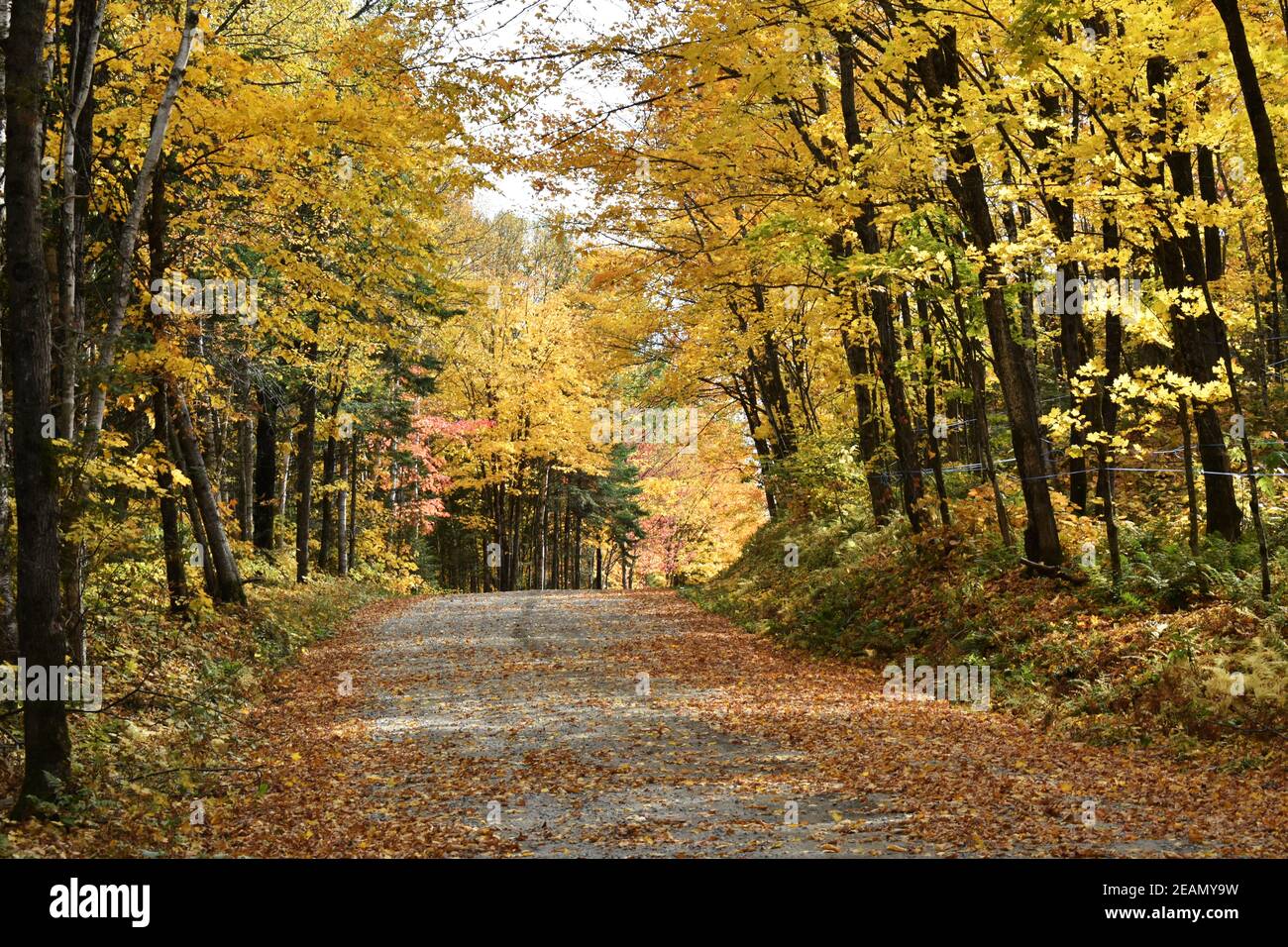 La route de la station en automne, SainteApolline, Québec Stock Photo