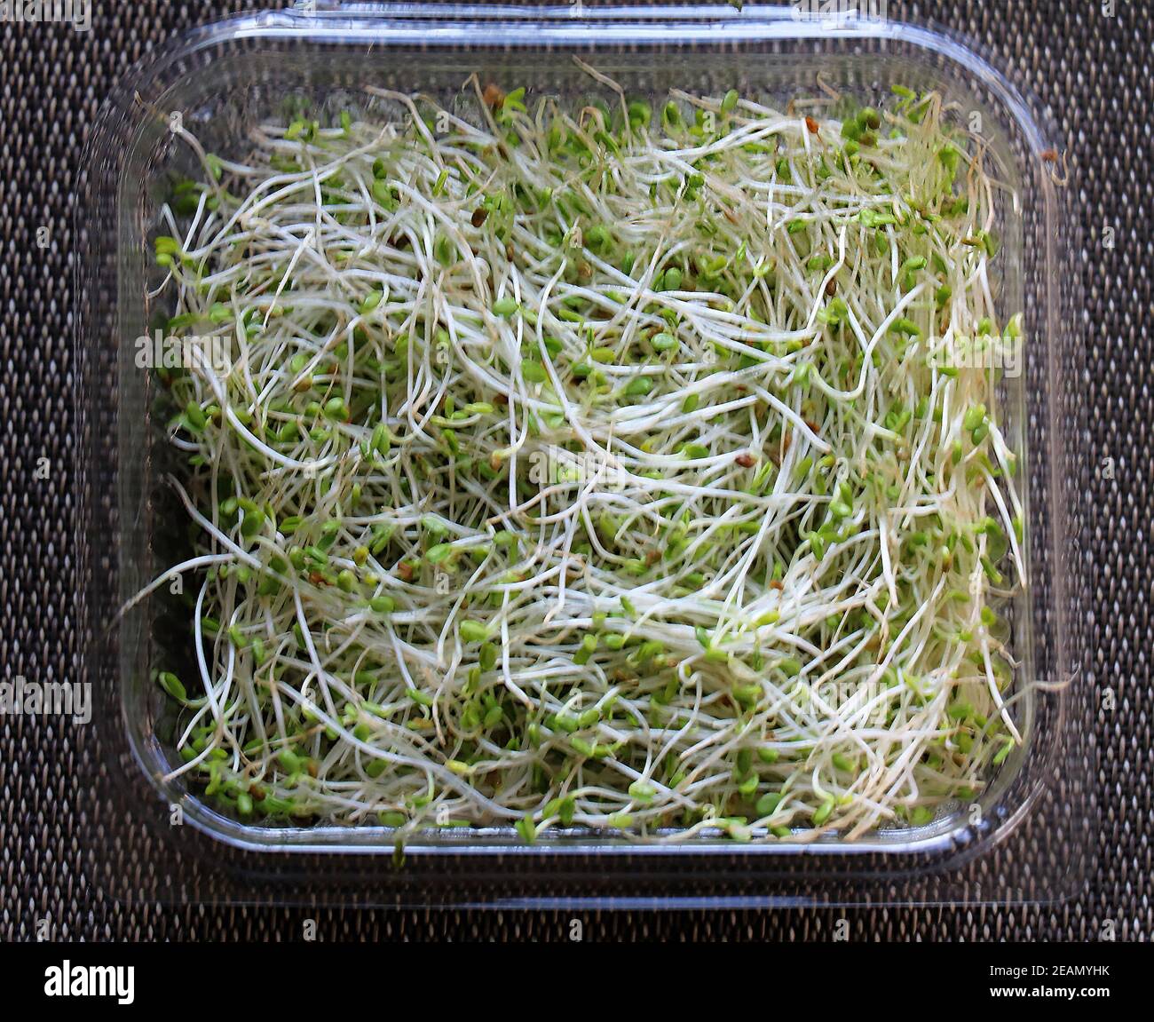 Organic alfalfa sprouts Stock Photo Alamy