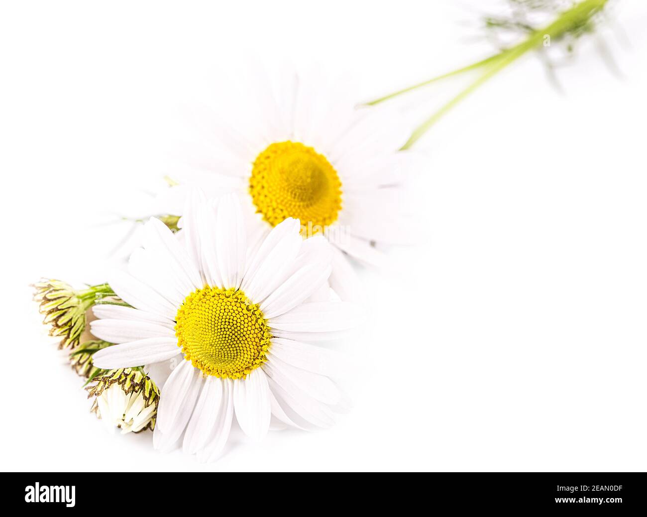 beautiful flower daisy on white background Stock Photo