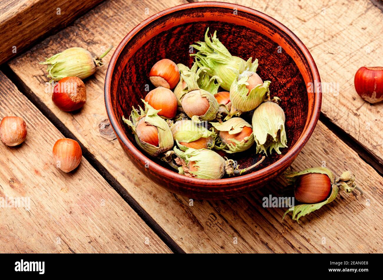 Hazelnuts in the husk Stock Photo Alamy