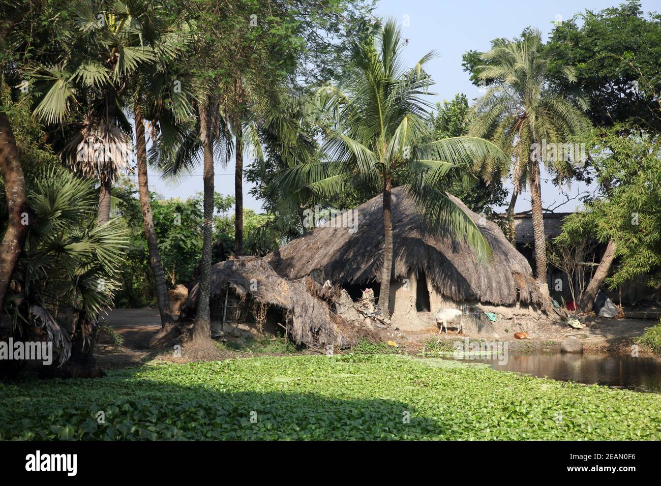 Bengali village Baidyapur, India Stock Photo - Alamy